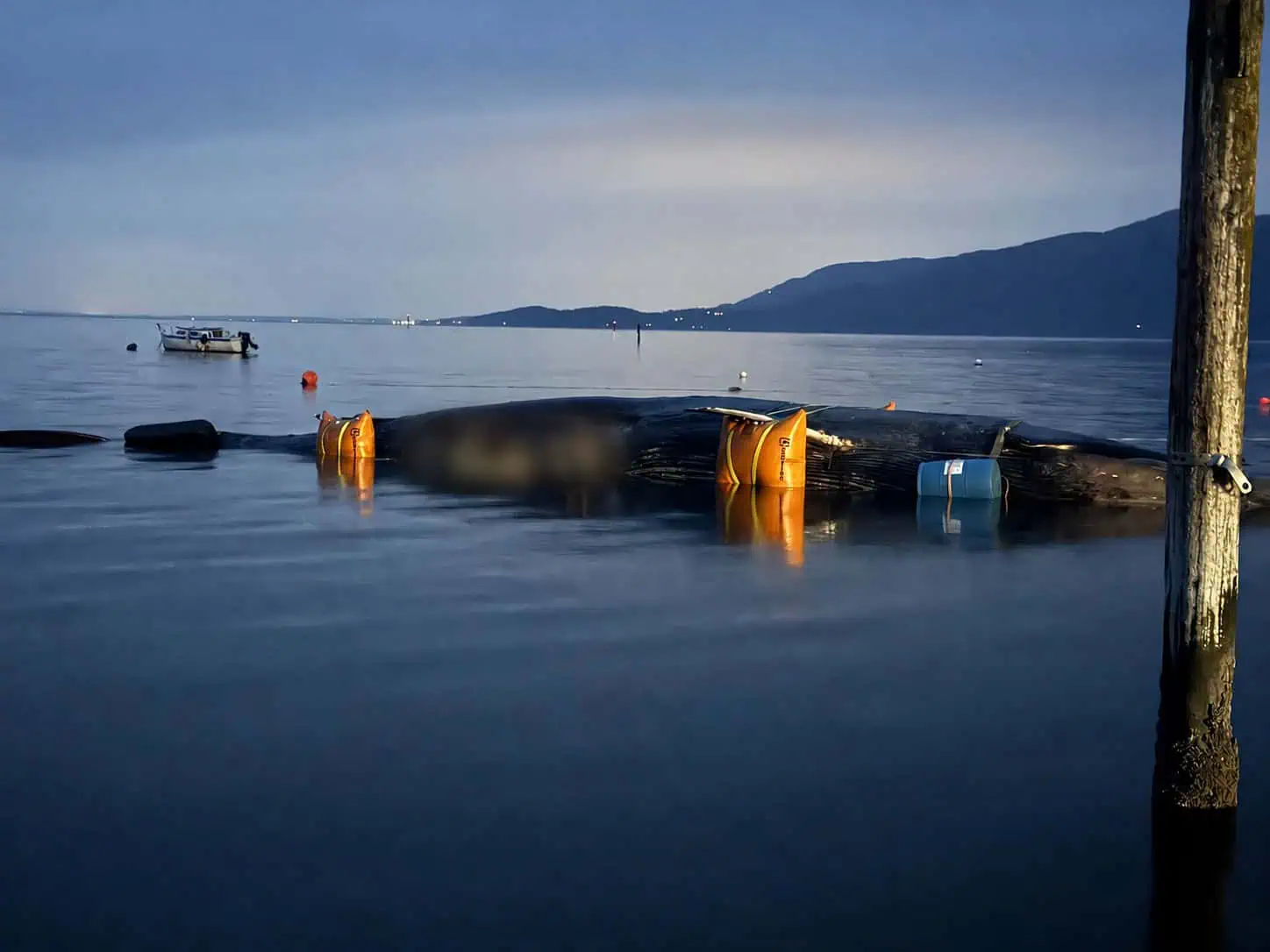 Dead whale with flotation devices at dusk