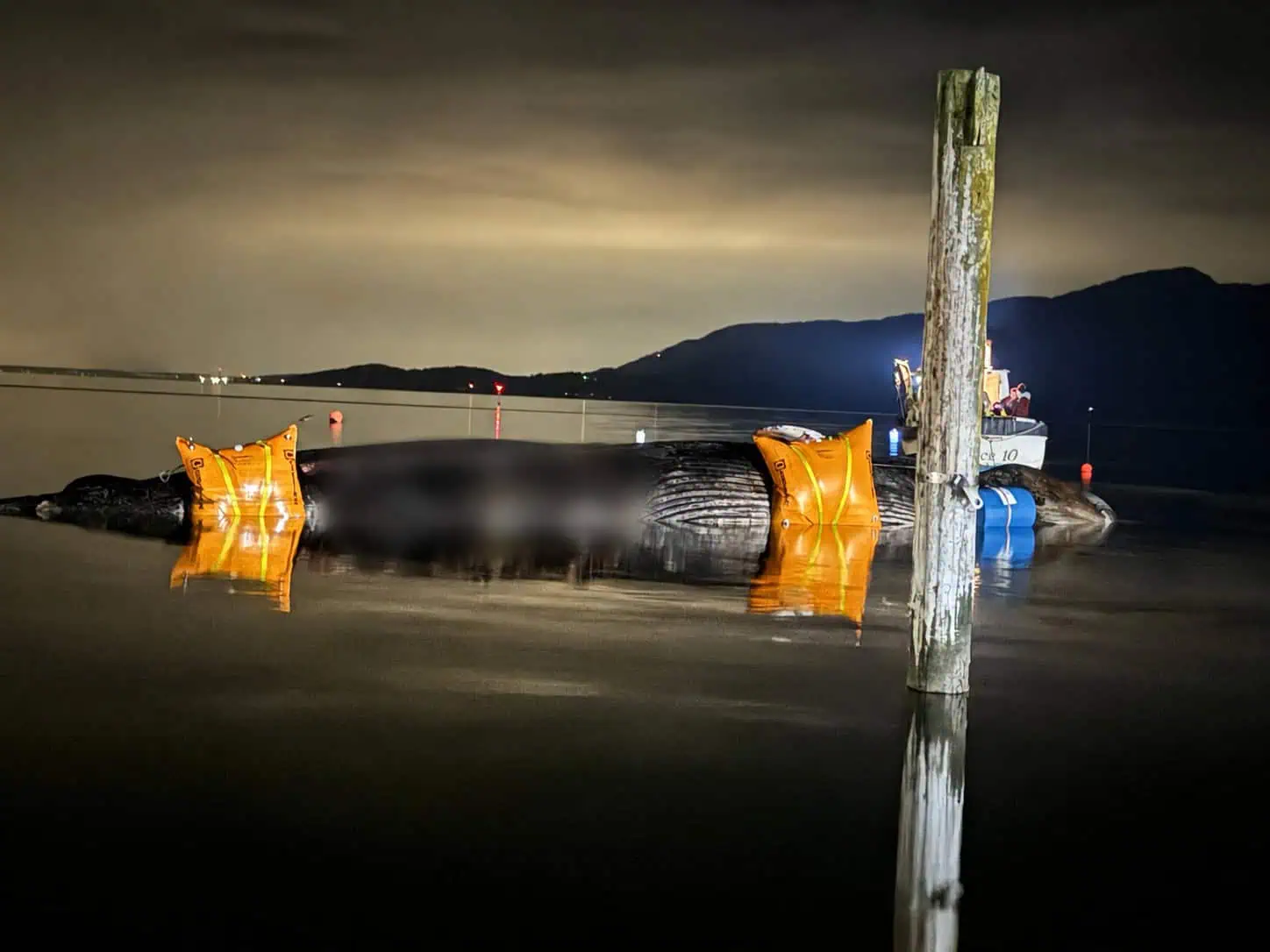 Whale carcass floating at night with flotation devices